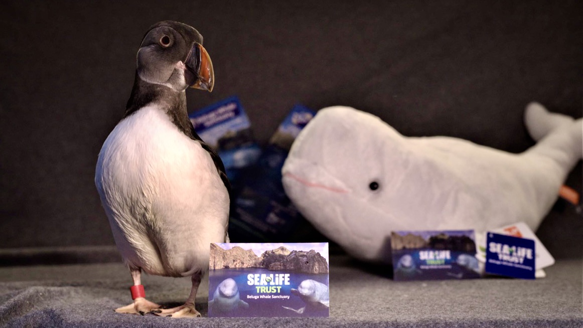 Árskort Vestmannaeyjar