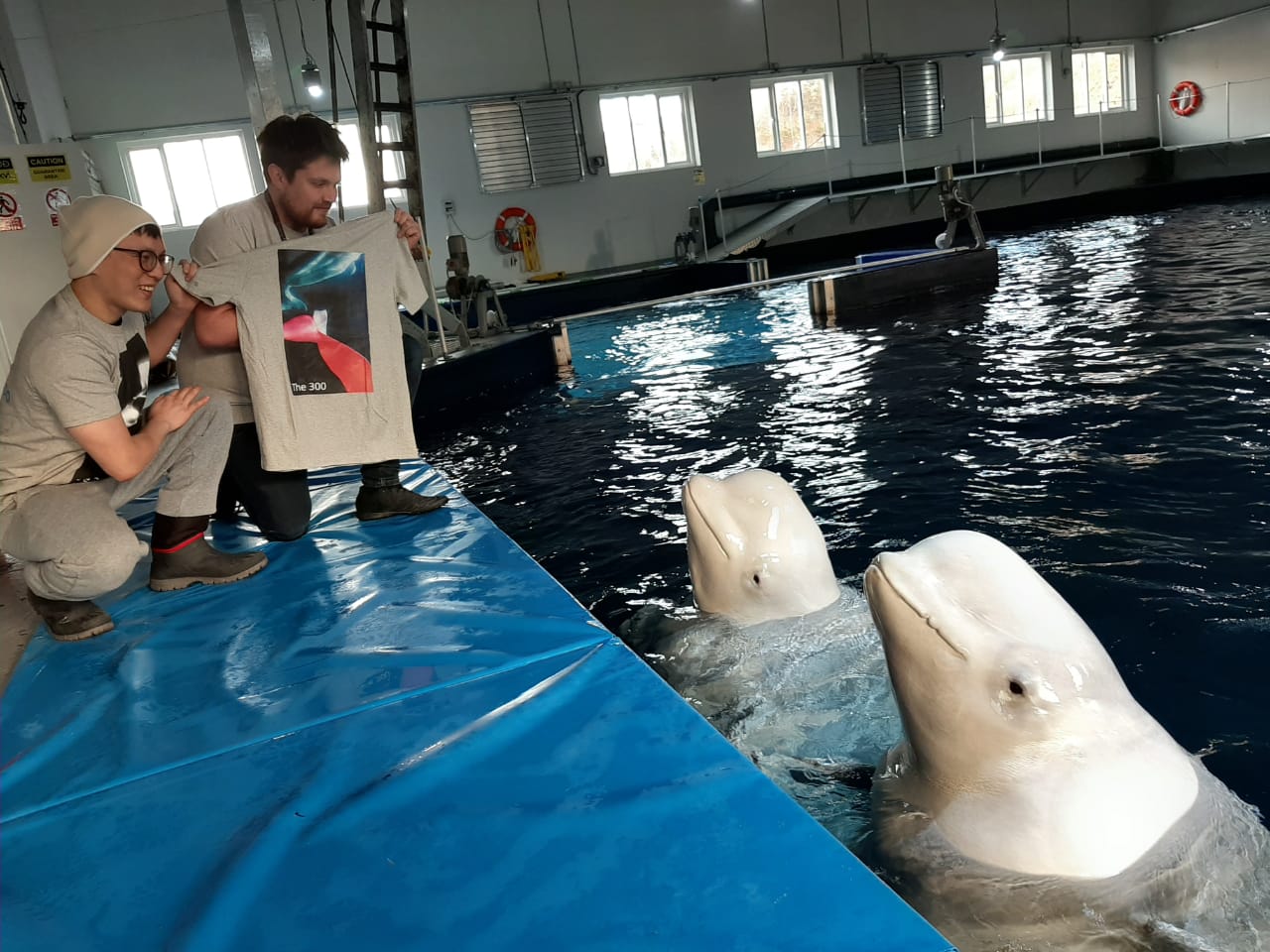 Beluga whale shop soft toy