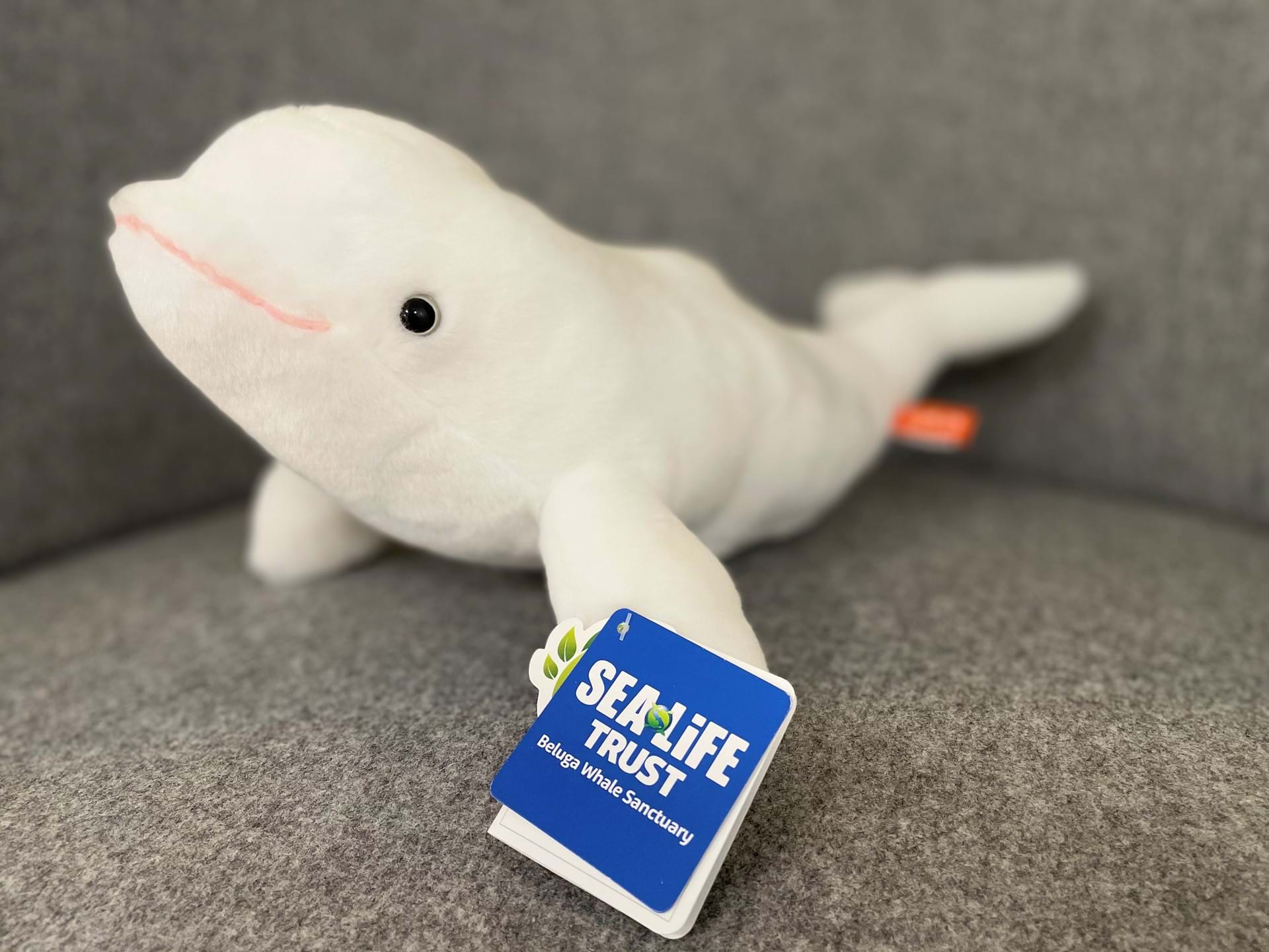 beluga plush